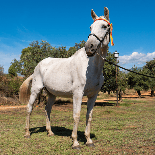 Caballo blanco con adornos coloridos en la cabeza, de pie en un campo bajo un cielo azul.