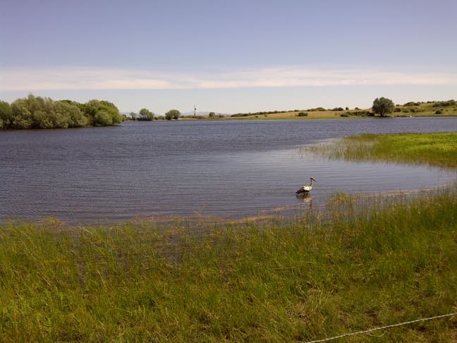 Ave acuática nadando en un lago rodeado de amplia vegetación bajo un cielo despejado.