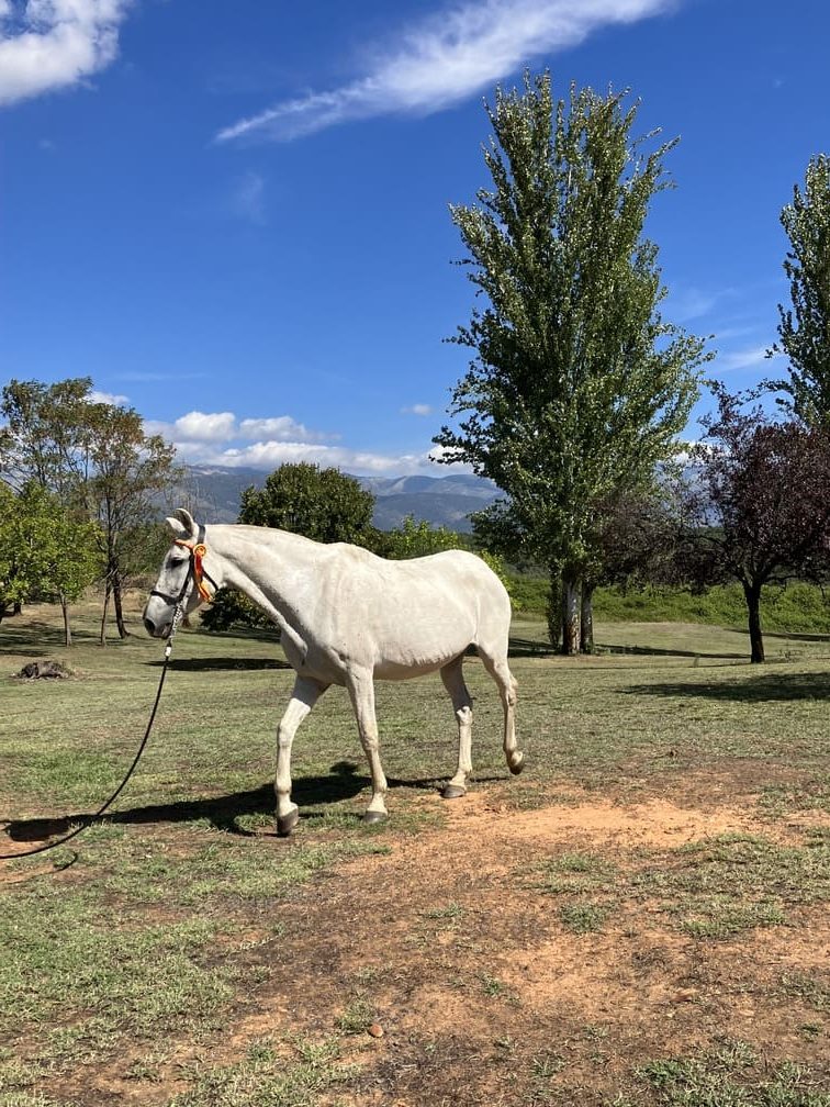 Caballo blanco atado en un campo verde bajo cielo azul con montañas en el fondo.