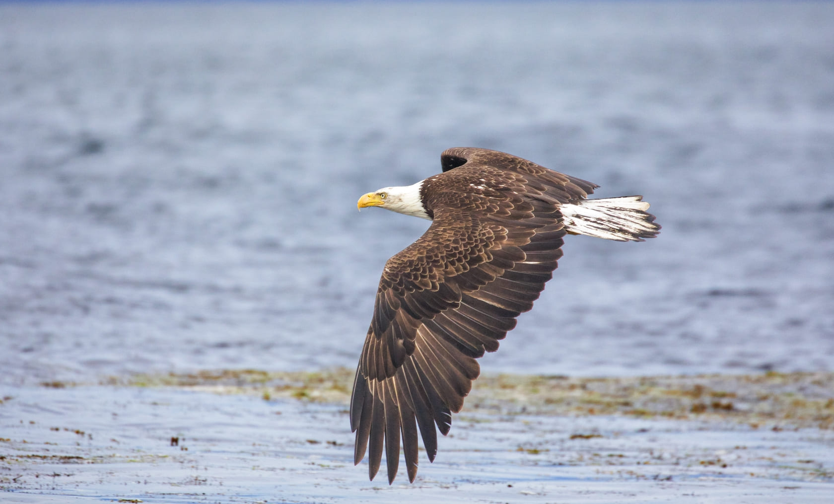 Águila calva en vuelo sobre un paisaje acuático, mostrando sus alas desplegadas y mirada enfocada.