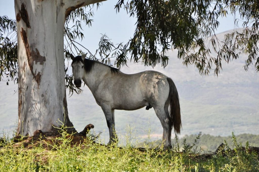 Caballo gris parado bajo un eucalipto en un día soleado, con colinas en el fondo.