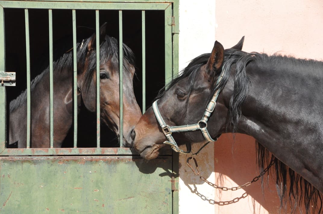 Dos caballos oscuros intercambiando caricias a través de una ventana con rejas en el establo.